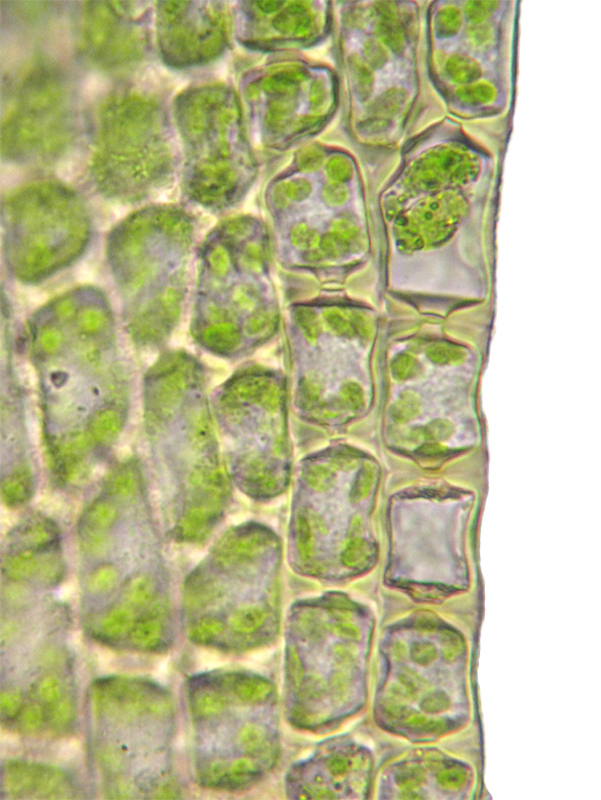 Nyholmiella obtusifolia